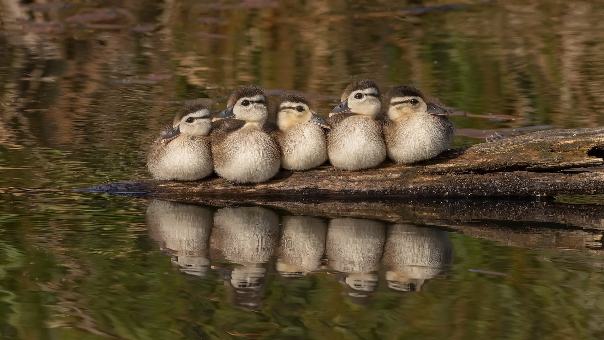 跨界巅峰,丹麦硬仗破黄潜,基米希NBA总决赛奇幻夜