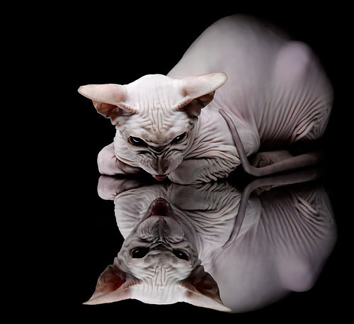 快船爆冷负黄蜂，塔图姆关键先生定乾坤