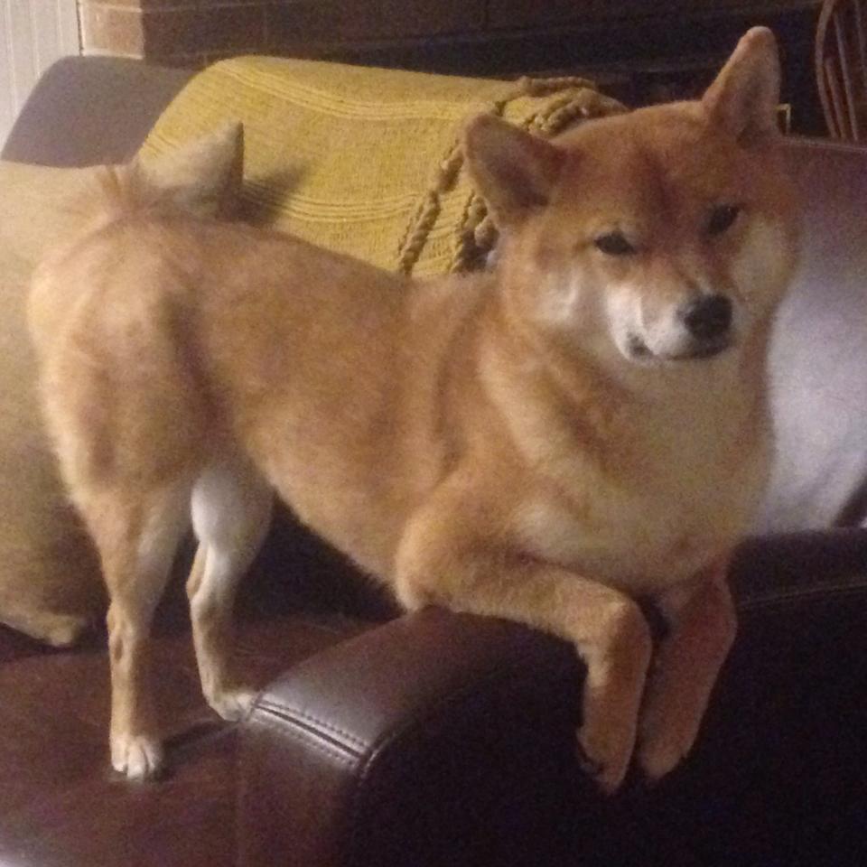 恩比德完美统治内线，公牛掀翻联盟第一凯尔特人爆出冷门