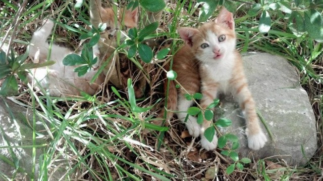 克莱闪耀制胜时刻，森林狼客场碾压上海队迎季前赛大捷