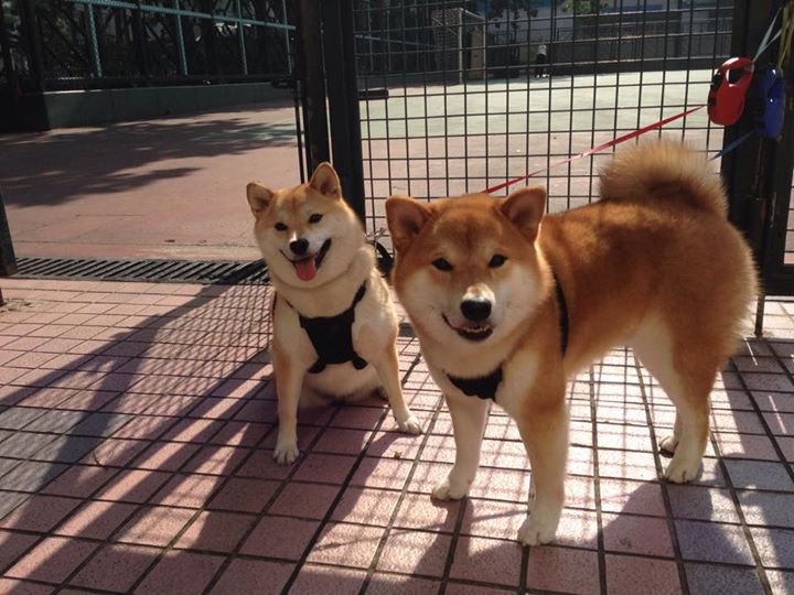 库里，主宰巅峰对决的艺术