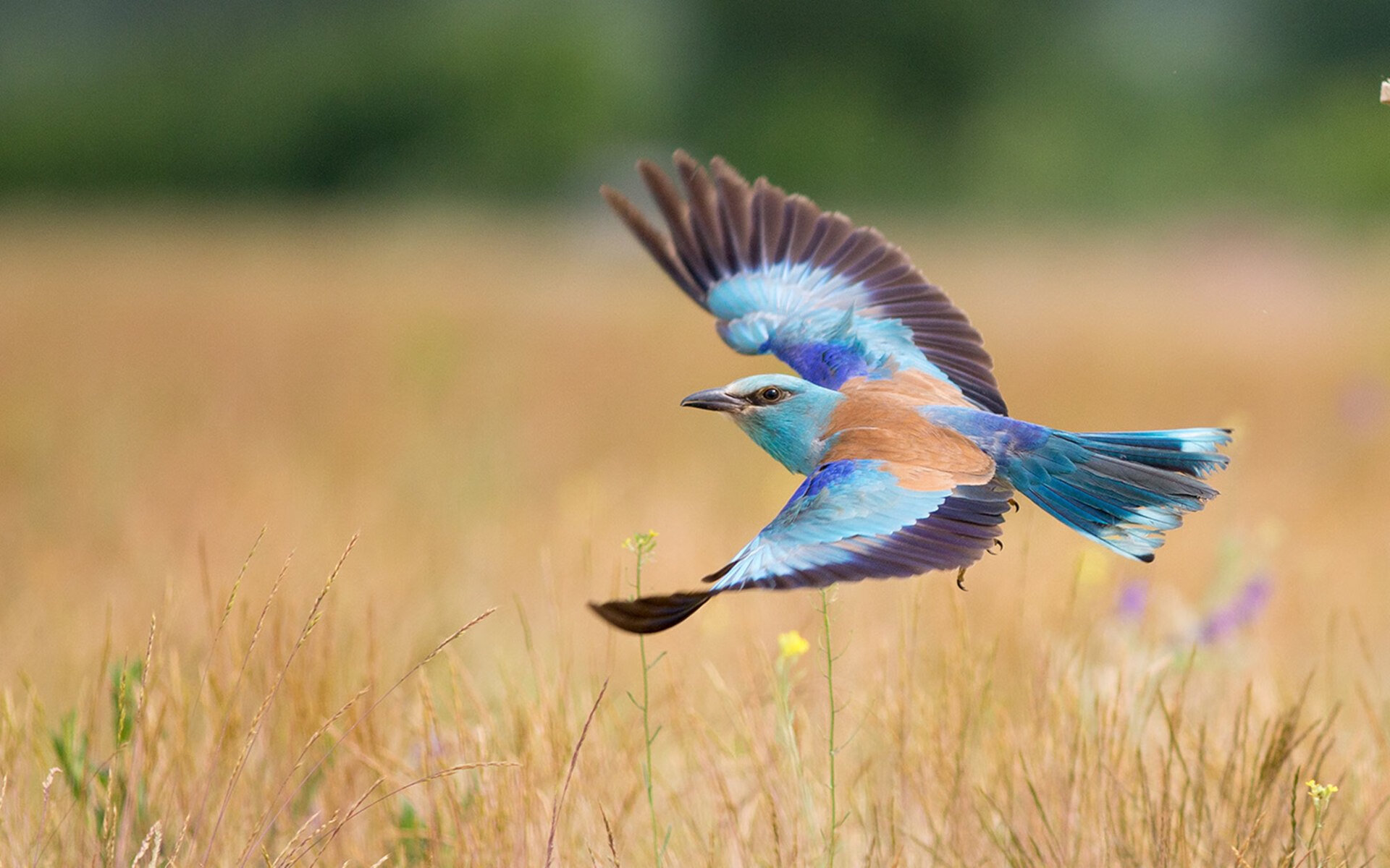 欧冠半决赛焦点战，雷霆强势出击，终结吉林队黑马奇迹