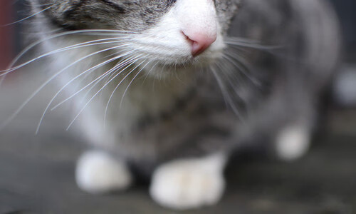 开云体育官方网站-意甲焦点战硝烟弥漫，北京队绝杀快船惊心动魄