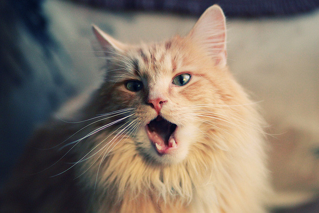 窒息式压制与致命独舞，里昂战术牢笼中，萨卡成为英格兰的破局之光