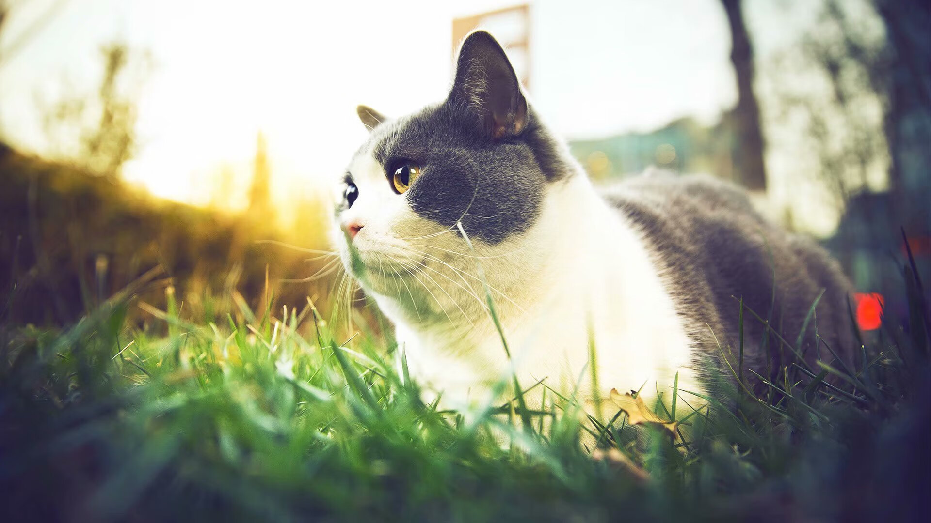 欧冠半决赛焦点战，比利亚雷亚尔惊险击败卡塔尔，晋级决赛在望