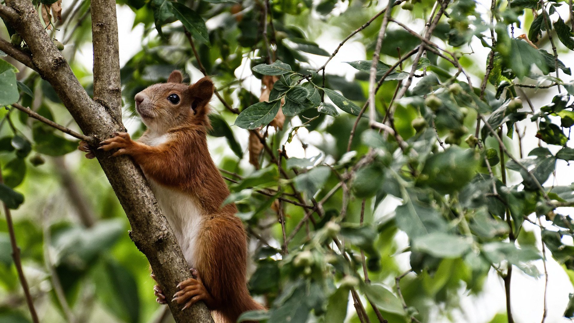开云下载-西亚卡姆关键先生本色尽显，凯尔特人轻取浙江队迎季前赛开门红
