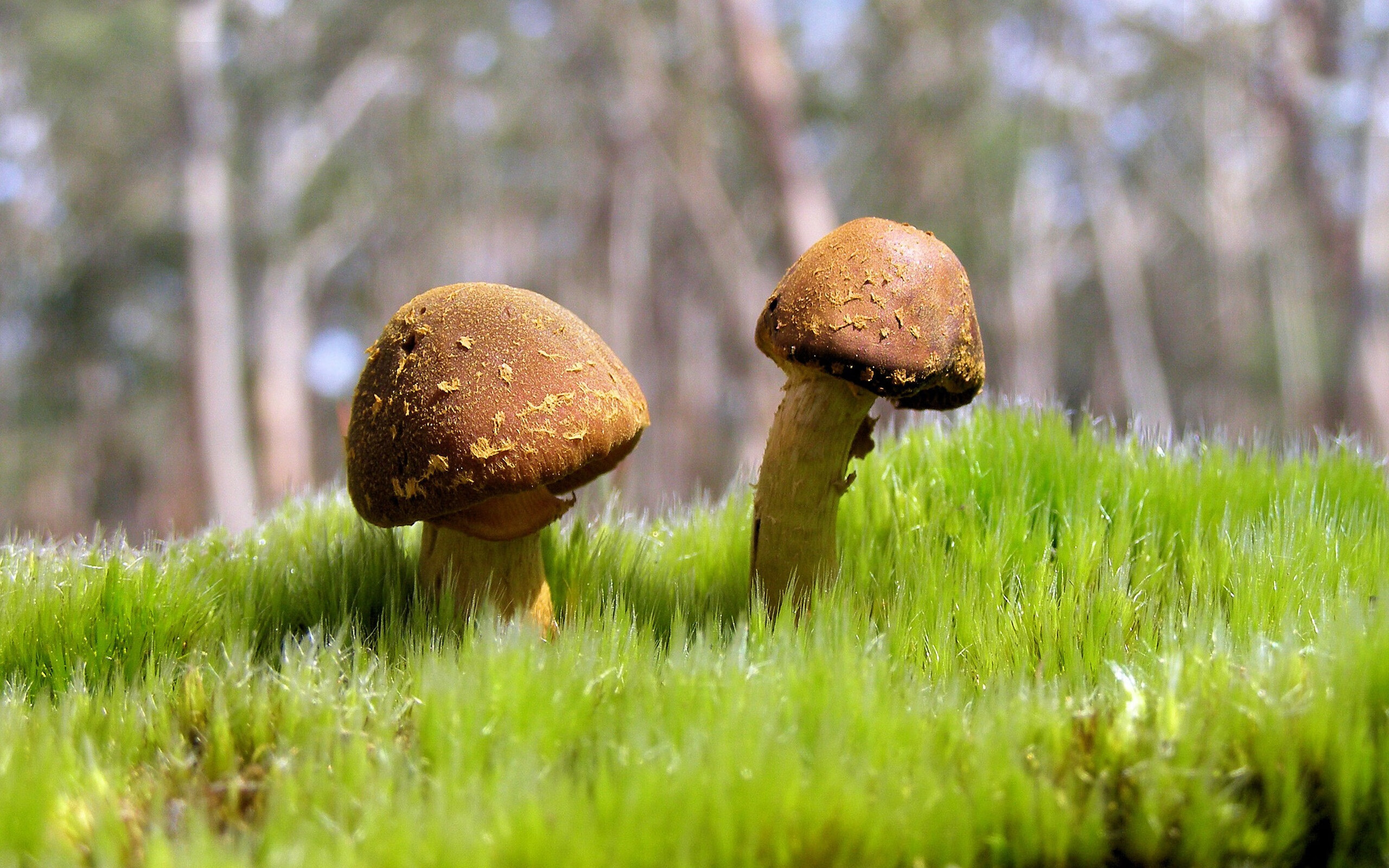 跨界风云,吉林队篮球场力克雷霆,武切维奇F1赛道逆袭争冠