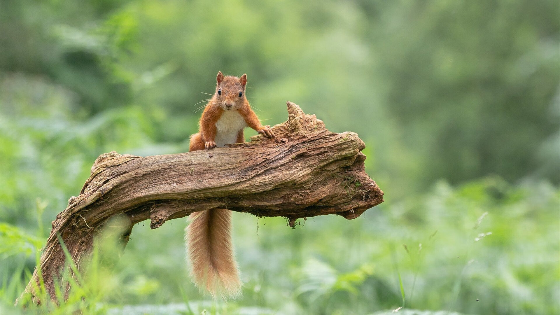 铁壁坎特扼杀非洲雄鹰，拉齐奥强行终结尼日利亚奇迹