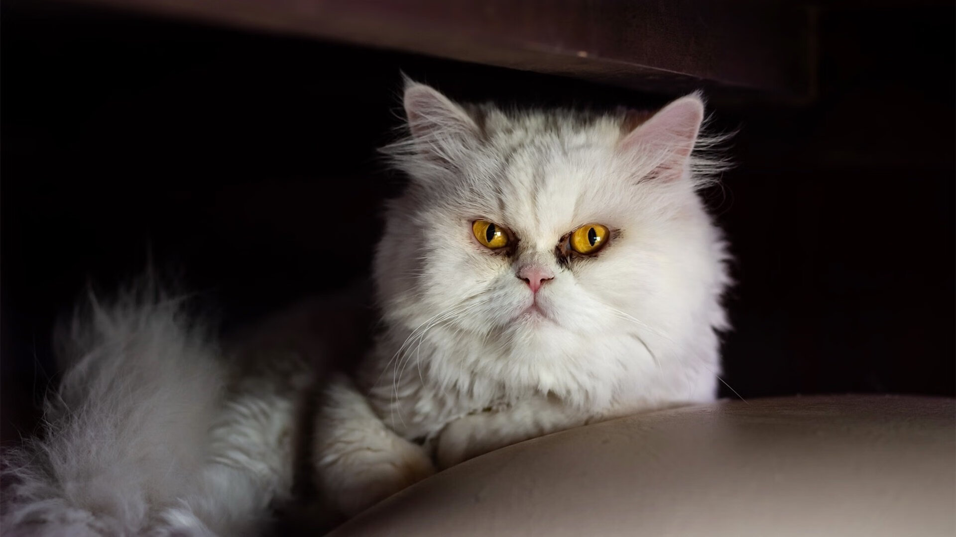 罗德里戈完美演绎，伊拉克力克几内亚