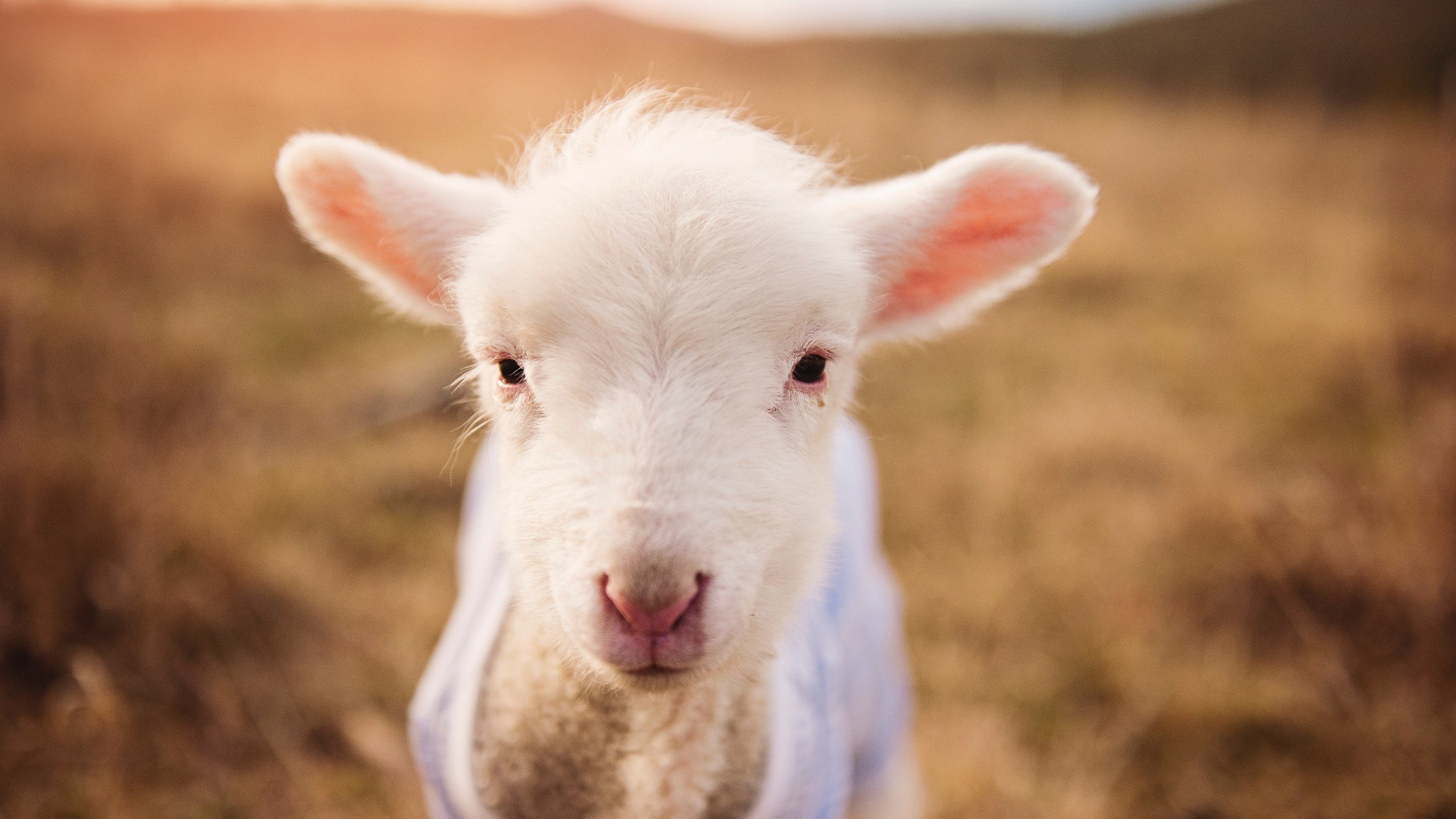 狼啸之夜,黄喜灿如何用韩式节奏撕裂英伦铁阵