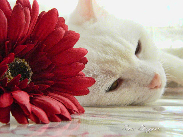 王者节奏,盛宴启幕—美加墨世界杯之夜见证C罗的掌控艺术
